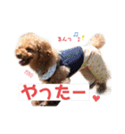 トイプードルのpino（個別スタンプ：12）