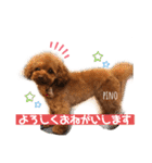 トイプードルのpino（個別スタンプ：14）