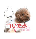 トイプードルのpino（個別スタンプ：18）