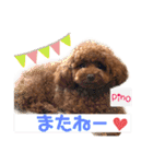 トイプードルのpino（個別スタンプ：19）