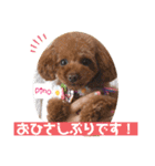 トイプードルのpino（個別スタンプ：20）