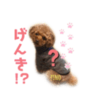 トイプードルのpino（個別スタンプ：21）