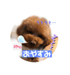 トイプードルのpino（個別スタンプ：24）