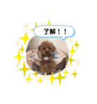 トイプードルのpino（個別スタンプ：27）