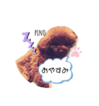 トイプードルのpino（個別スタンプ：32）