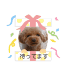 トイプードルのpino（個別スタンプ：34）