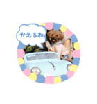 トイプードルのpino（個別スタンプ：35）