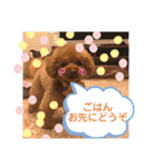トイプードルのpino（個別スタンプ：37）
