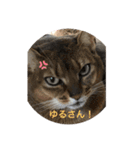 ウチの猫❣️（個別スタンプ：3）
