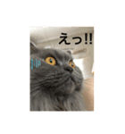 ウチの猫❣️（個別スタンプ：4）