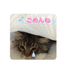 ウチの猫❣️（個別スタンプ：5）