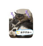 ウチの猫❣️（個別スタンプ：6）