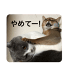 ウチの猫❣️（個別スタンプ：7）