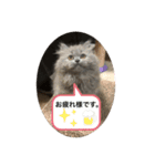 ウチの猫❣️（個別スタンプ：8）