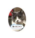 ウチの猫❣️（個別スタンプ：9）