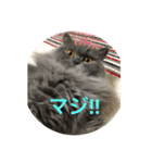 ウチの猫❣️（個別スタンプ：10）