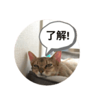 ウチの猫❣️（個別スタンプ：12）