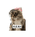 ウチの猫❣️（個別スタンプ：14）