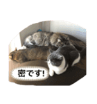 ウチの猫❣️（個別スタンプ：15）