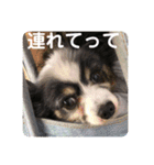 henohenostamps（個別スタンプ：5）