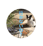 henohenostamps（個別スタンプ：6）