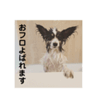 henohenostamps（個別スタンプ：16）