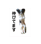 henohenostamps（個別スタンプ：17）