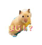 Hanako Style（個別スタンプ：1）