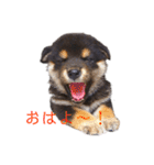 黒柴とJRTの愉快な仲間たち（個別スタンプ：1）