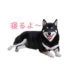 黒柴とJRTの愉快な仲間たち（個別スタンプ：2）