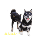 黒柴とJRTの愉快な仲間たち（個別スタンプ：4）
