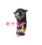 黒柴とJRTの愉快な仲間たち（個別スタンプ：9）