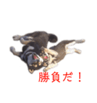 黒柴とJRTの愉快な仲間たち（個別スタンプ：10）
