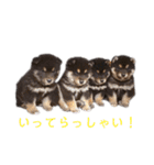 黒柴とJRTの愉快な仲間たち（個別スタンプ：11）
