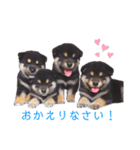 黒柴とJRTの愉快な仲間たち（個別スタンプ：12）