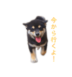 黒柴とJRTの愉快な仲間たち（個別スタンプ：13）