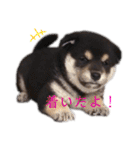 黒柴とJRTの愉快な仲間たち（個別スタンプ：14）