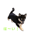黒柴とJRTの愉快な仲間たち（個別スタンプ：16）