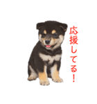 黒柴とJRTの愉快な仲間たち（個別スタンプ：17）