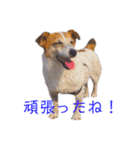 黒柴とJRTの愉快な仲間たち（個別スタンプ：18）