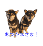 黒柴とJRTの愉快な仲間たち（個別スタンプ：19）