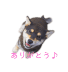 黒柴とJRTの愉快な仲間たち（個別スタンプ：20）