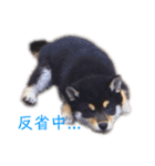 黒柴とJRTの愉快な仲間たち（個別スタンプ：21）