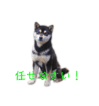黒柴とJRTの愉快な仲間たち（個別スタンプ：22）