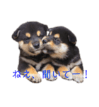 黒柴とJRTの愉快な仲間たち（個別スタンプ：23）