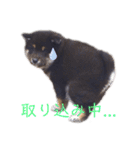 黒柴とJRTの愉快な仲間たち（個別スタンプ：24）