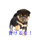 黒柴とJRTの愉快な仲間たち（個別スタンプ：27）
