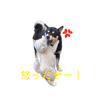 黒柴とJRTの愉快な仲間たち（個別スタンプ：28）