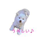黒柴とJRTの愉快な仲間たち（個別スタンプ：29）