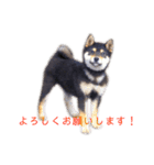 黒柴とJRTの愉快な仲間たち（個別スタンプ：31）
